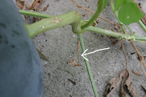 ripe watermelon tendril