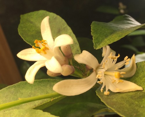 Meyer lemon flower