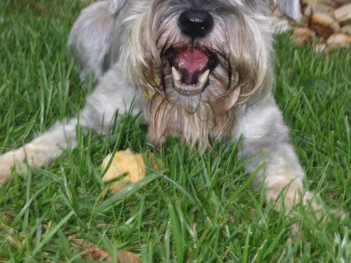 dog eating pear