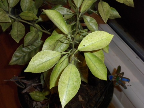 spider mite on clementine