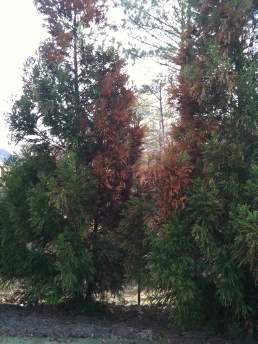 cryptomeria limb dieback