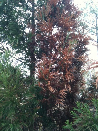 cryptomeria limb dieback