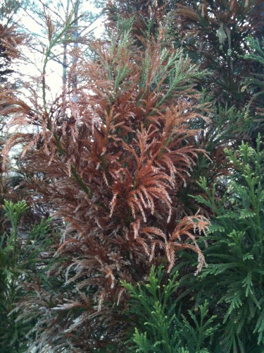 cryptomeria limb dieback