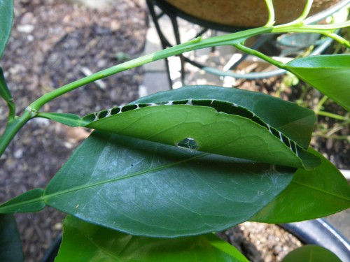 citrus leafroller