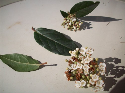 Viburnum tinus