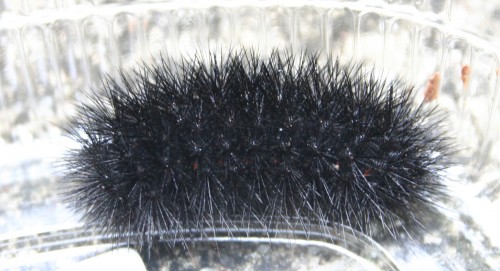 leopard moth caterpillar