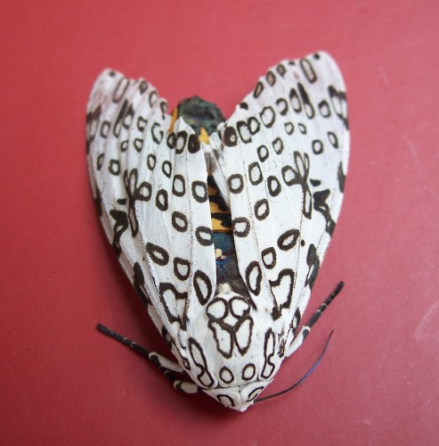 leopard moth