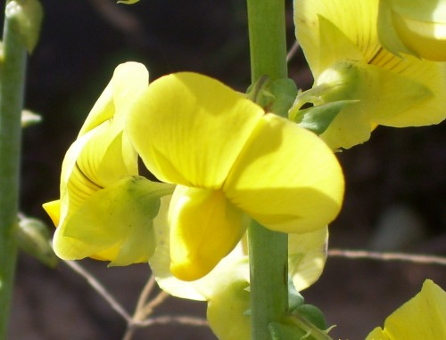 Rattlebox flower