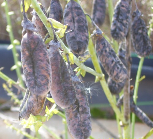 Rattlebox pods