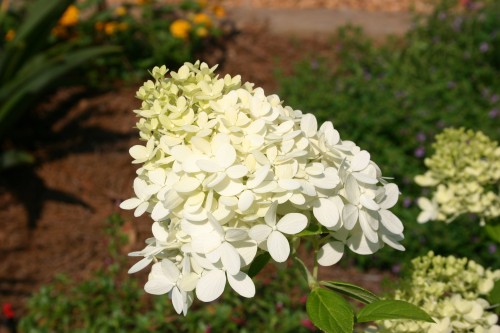 Limelight hydrangea 