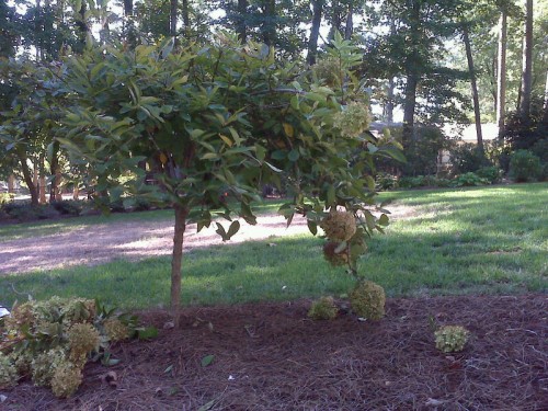 panicle hydrangea