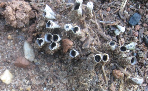 birds nest fungi