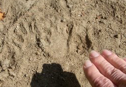 raccoon track