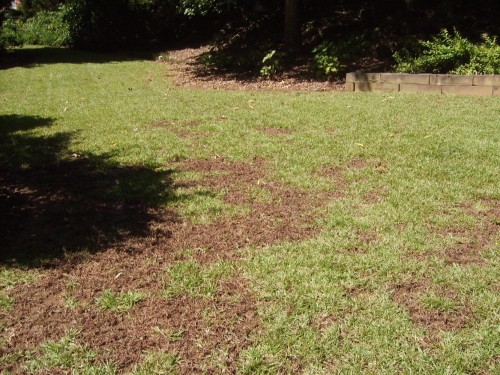 crabgrass dead in centipede