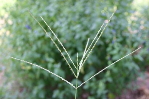 crabgrass seedhead