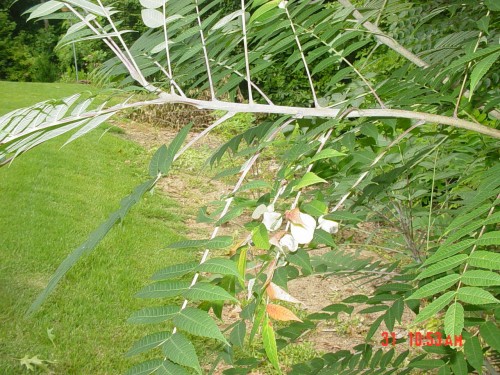 sumac galls