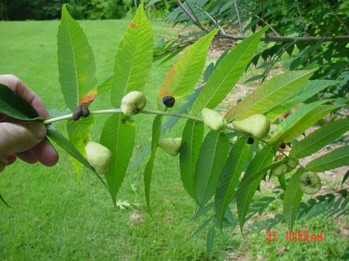 sumac galls