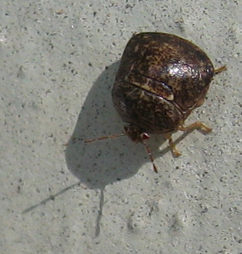 Globular stinkbug