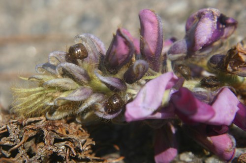 kudzu bug on kudzu flower