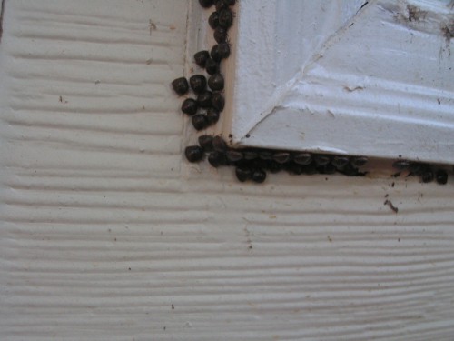 kudzu bug