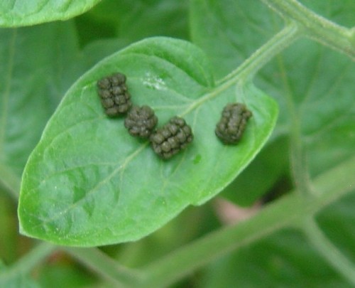 tomato hornworm droppings