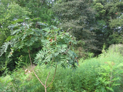 sumac with leaf galls