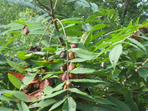 sumac with leaf galls