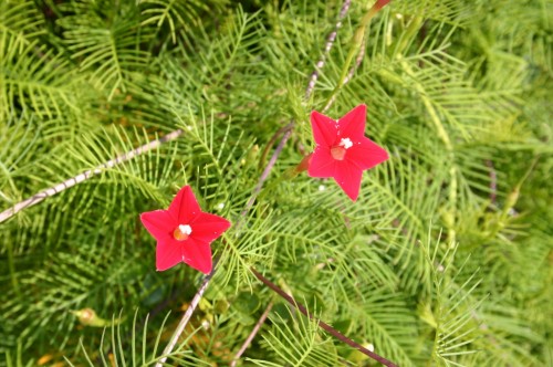 cypress vine flowers