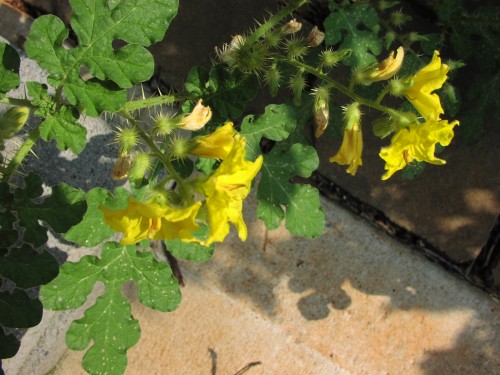 Solanum rostratum