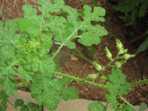 Solanum rostratum