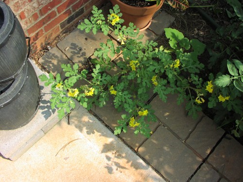 Solanum rostratum