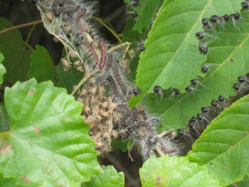 walnut caterpillar