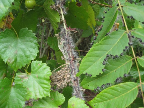 walnut caterpillar