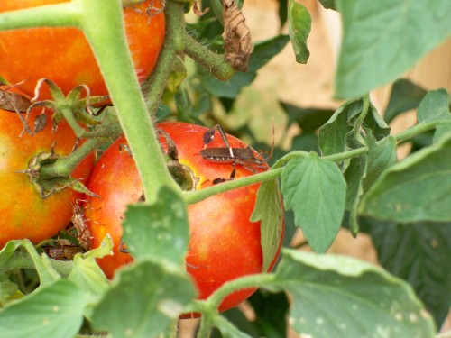 leaf footed bug