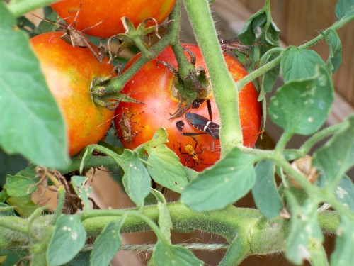 leaf footed bug