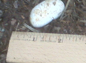 rat snake egg