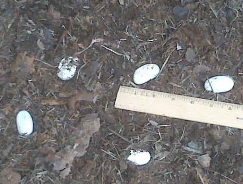 rat snake eggs