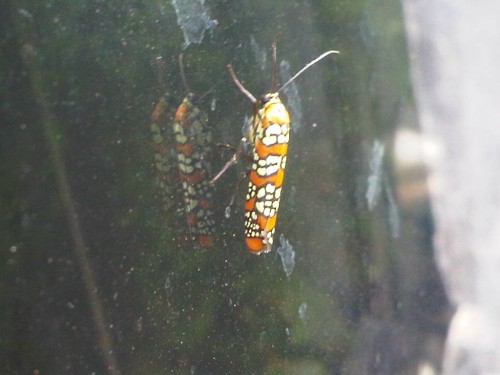 ailanthus webworm moth