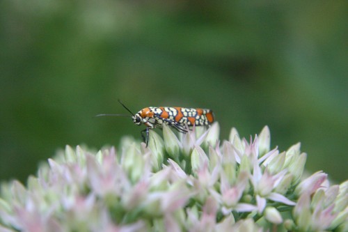 ailanthus webworm moth