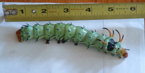 hickory horned devil