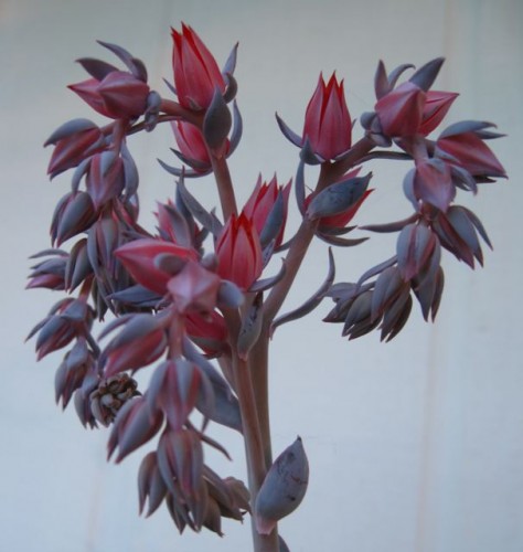 Echeveria 'Duchess of Nurnberg'