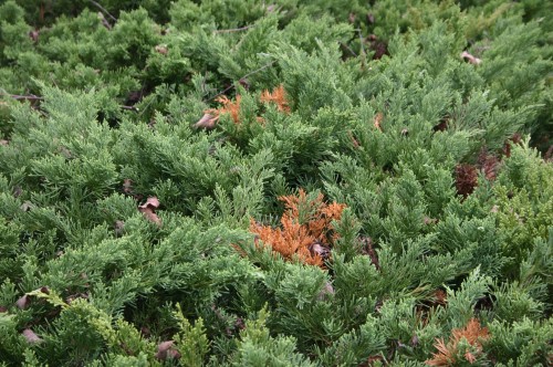 juniper dead branches