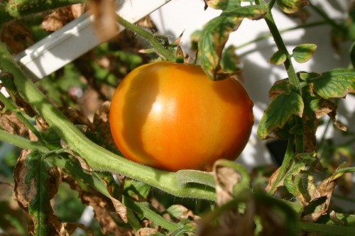 tomato 4