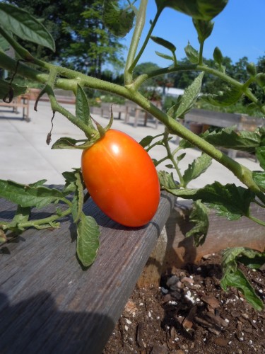 tomato (2)