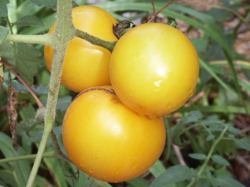 tomato lemon boy