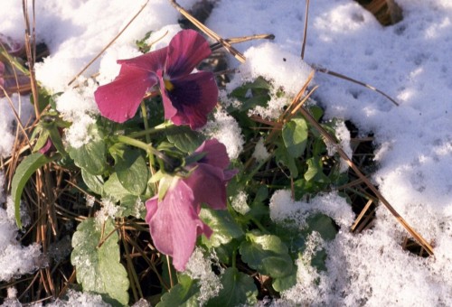 pansy snow on