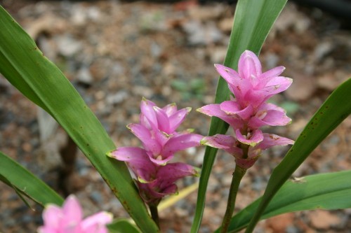 curcuma 2