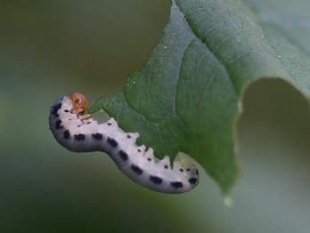 mockorange sawfly