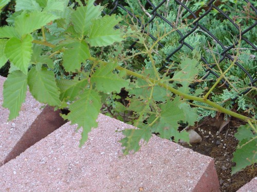 strawberry weevil