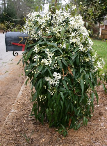 Clematis armandii